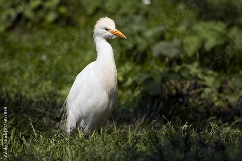 Cattle egret (Bubulcus ibis) © imageBROKER