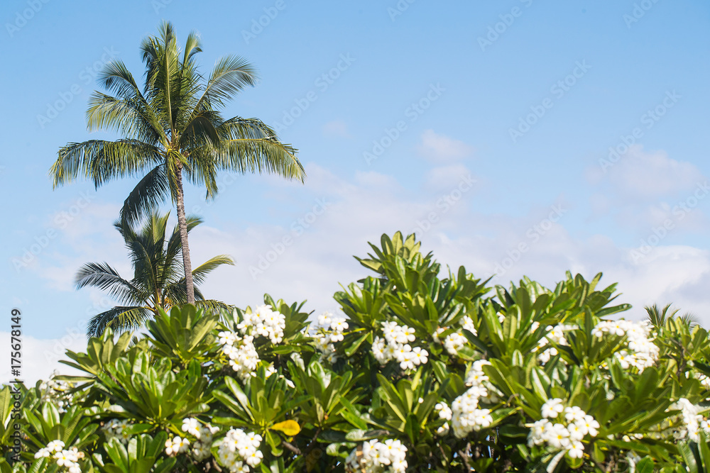 Palm tree and wild orchids on tropical island Palm tree and wild orchids on tropical island