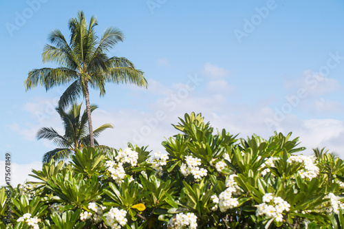 Palm tree and wild orchids on tropical island