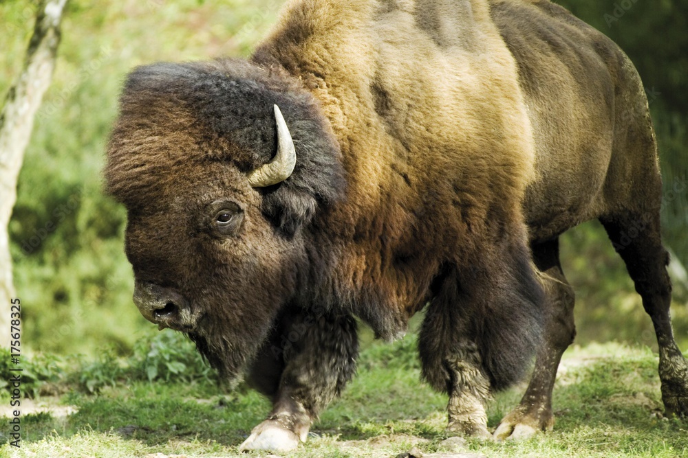 Fototapeta premium American Bison or Buffalo (Bison bison)