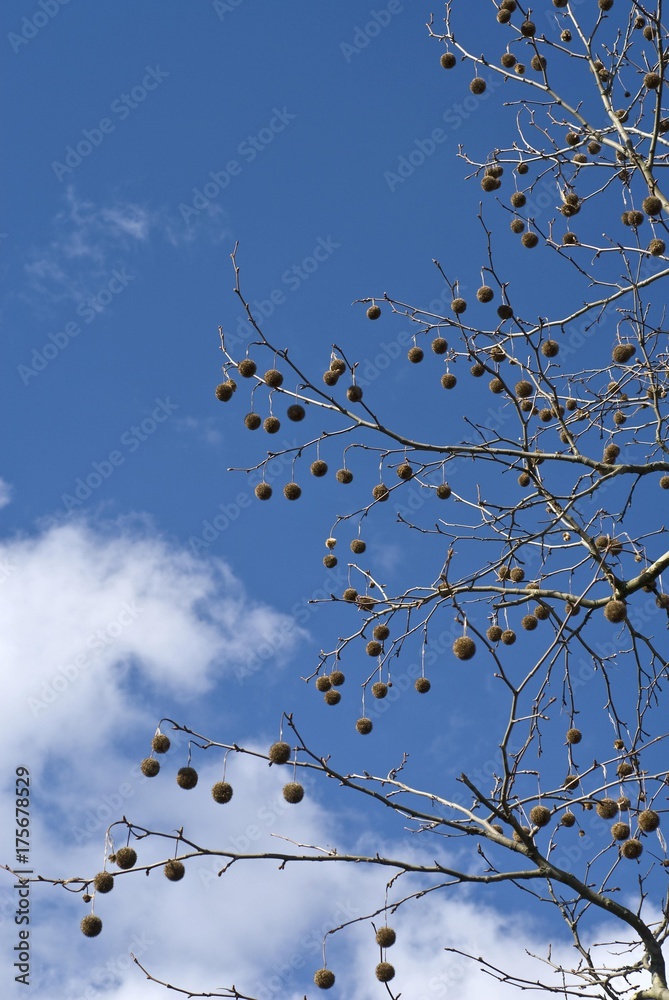 London Plane or Hybrid Plane (Platanus x hispanica) seed balls London Plane or Hybrid Plane (Platanus x hispanica) seed balls