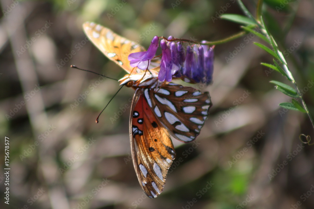 Obraz premium Butterfly on violet petals
