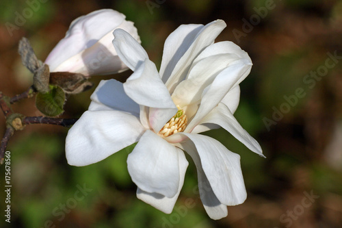 Magnolia (Magnolia x loebneri Merrill)