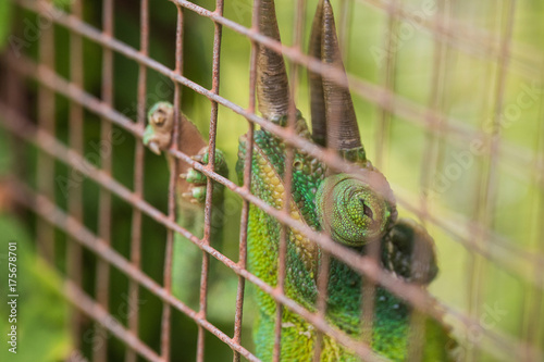 Chameleon in a cage