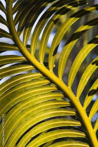 Palm frond  Indonesia  Asia