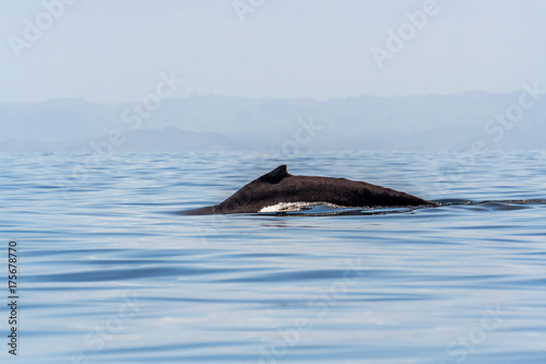 Humpback whale © Pierre-Yves Babelon