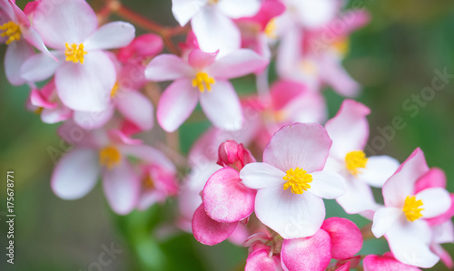 Pink plumeria flower