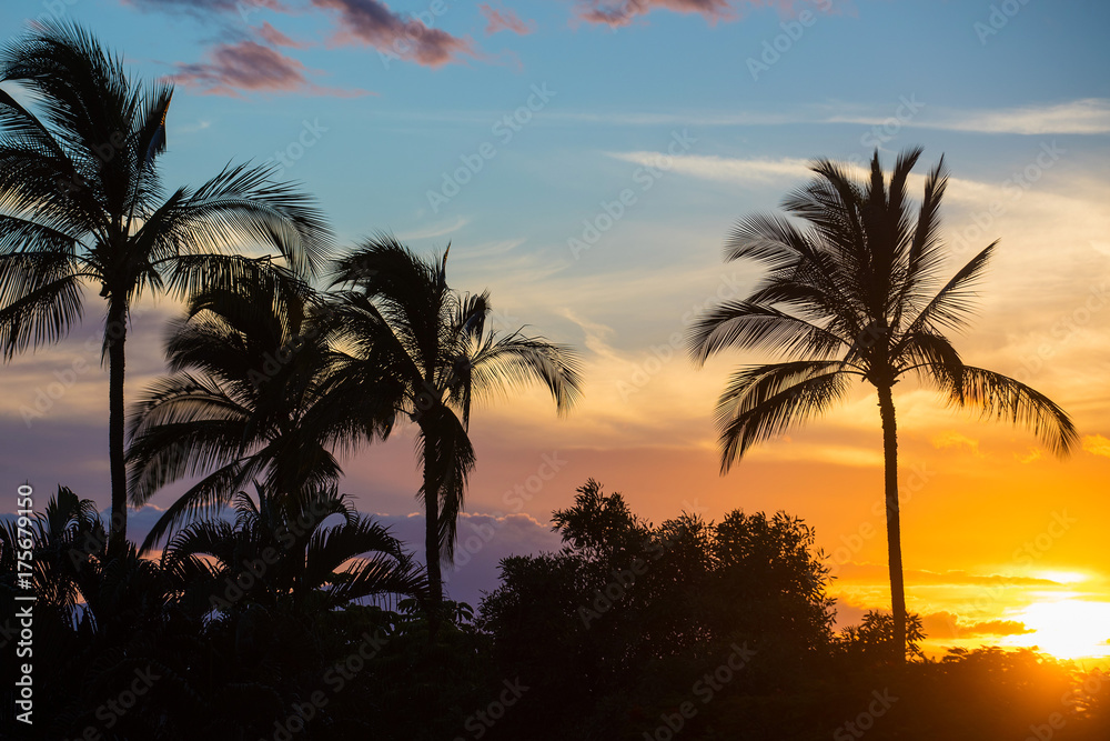 Palm Trees at an island sunset