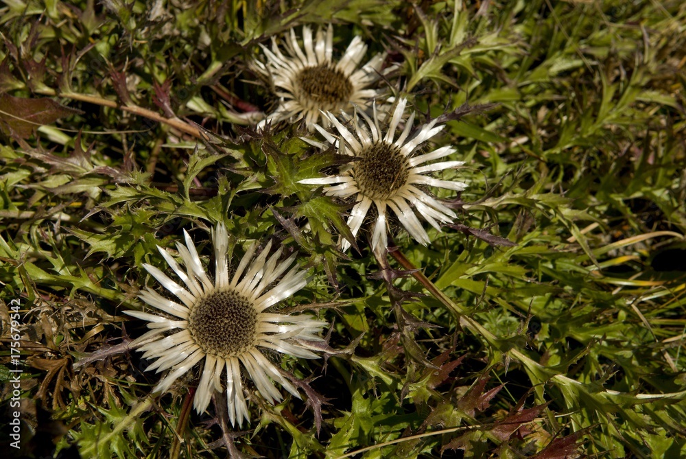 Stemless - or Dwarf Carline Thistle, Silver Thistle (Carlina acaulis), Gerstruben, Upper Allgaeu, Bavaria, Germany, Europe Stemless - or Dwarf Carline Thistle, Silver Thistle (Carlina acaulis), Gerstruben, Upper Allgaeu, Bavaria, Germany, Europe