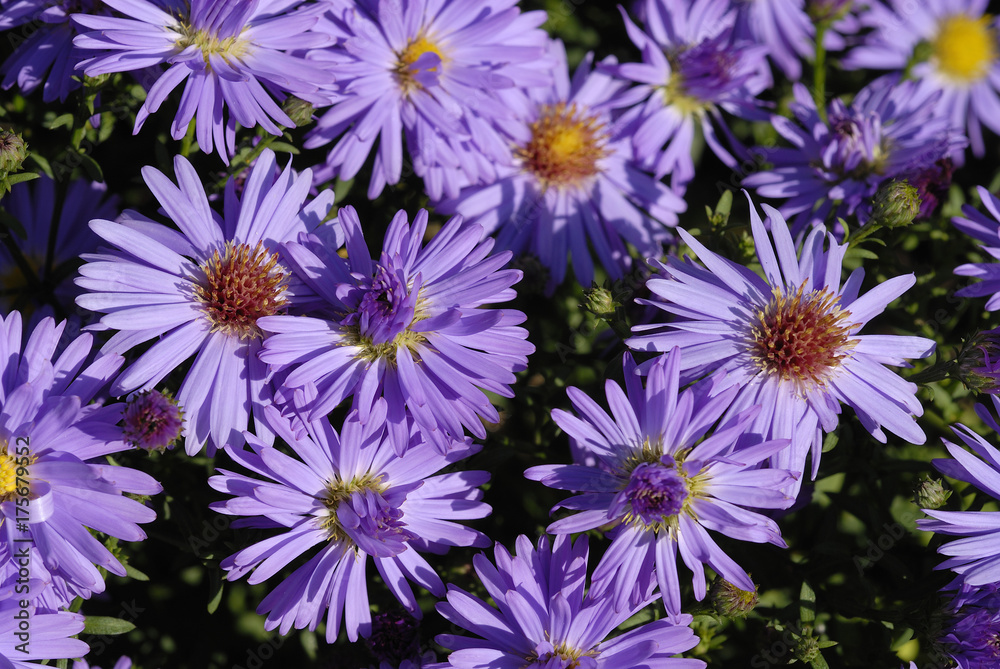 Blue Aster (Aster dumosus) Blue Aster (Aster dumosus)