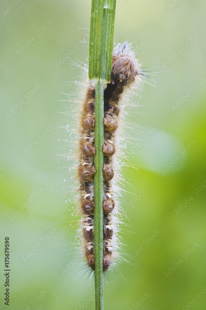 Drinker (Euthrix potatoria), butterfly caterpillar