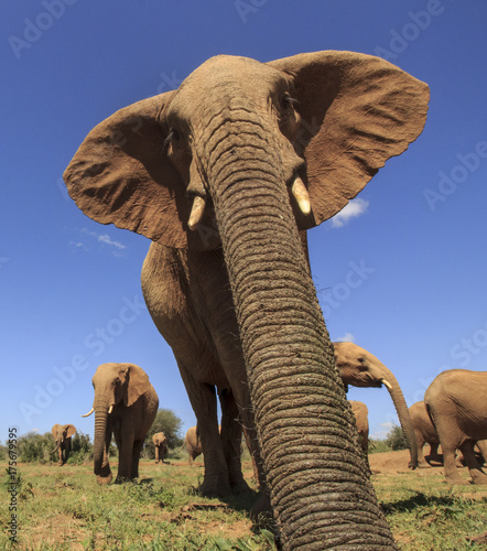 African Elephant trunk closeup © Richard Carey