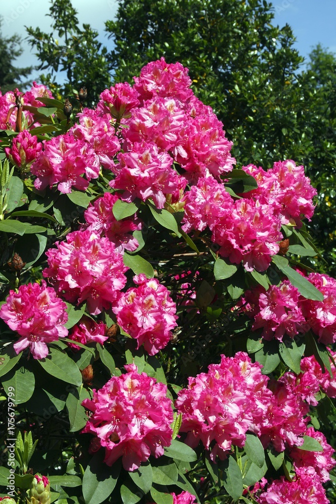 Blooming Rhododendron hybrid Ida Rubinstein (Rhododendron cultivar Ida Rubinstein)