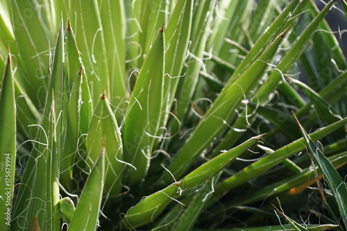 Yucca spikes with backlit fibers in desert garden