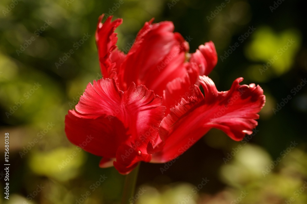Φωτογραφία Red Tulip (Tulipa) blossom back lit, Eckental, Middle Franconia, Bavaria, German