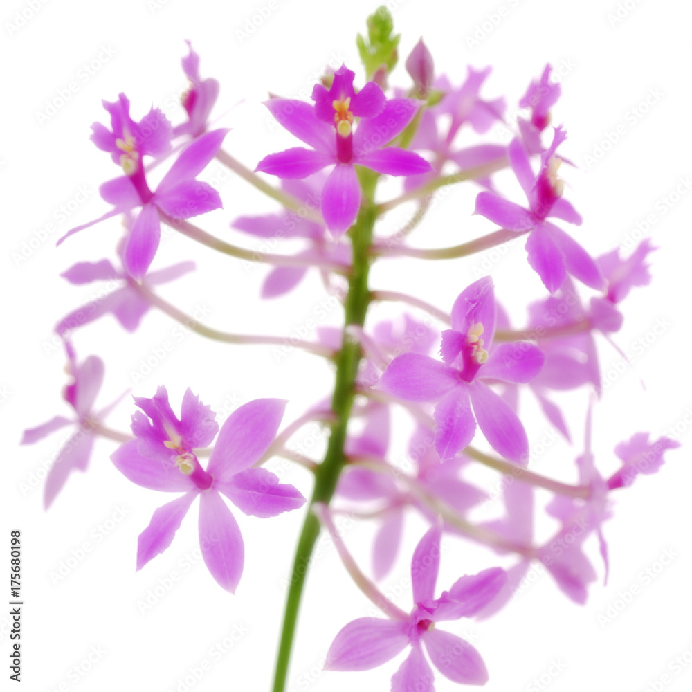 Orchid Epidendrum Purple