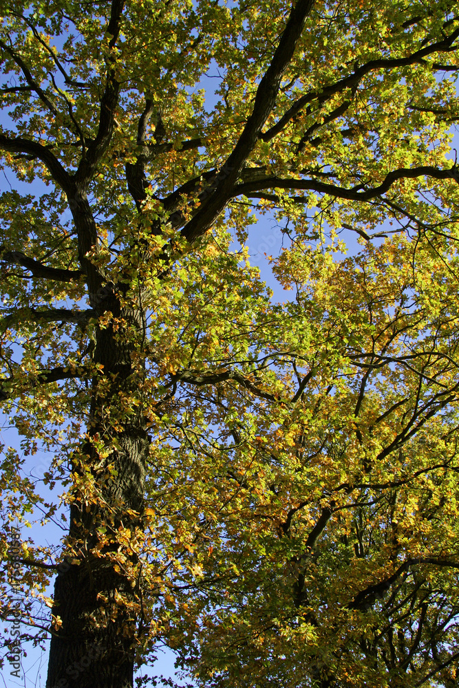 Old english oak - pedunculate oak - leaves in autumn colours - colourful foliage