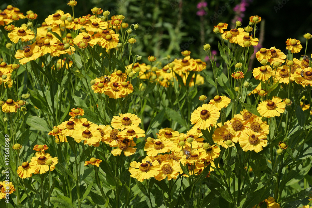 Fototapeta premium Flowering sneezeweed (Helenium Hybride)
