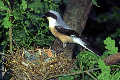 Lesser Grey Shrike (Lanius minor), fam. Laniidae, with nestlings