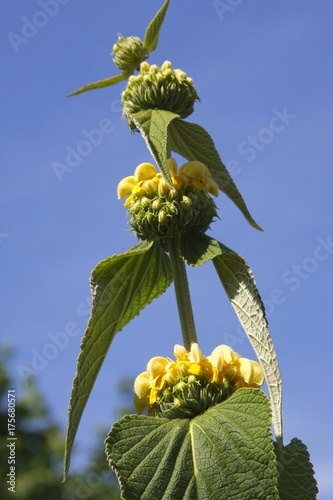 Jerusalem Sage, Lampwick Plant (Phlomis russeliana, Phlomis samia) photo