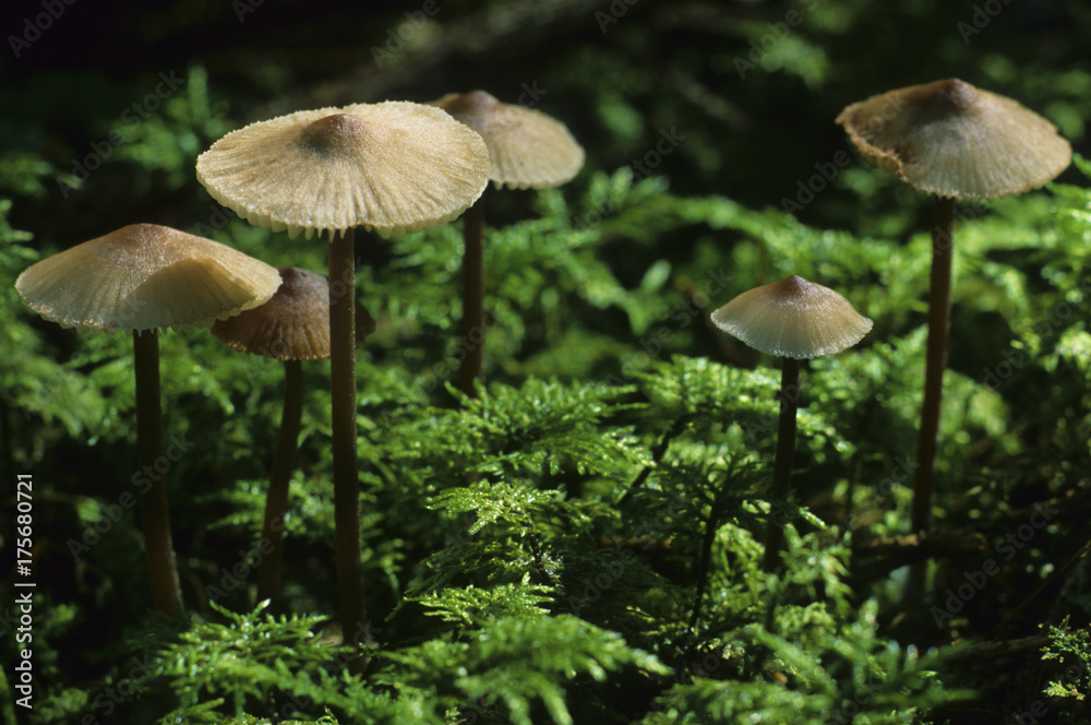 Horsehair Parachute, Marasmius androsaceus Horsehair Parachute, Marasmius androsaceus