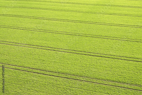 Tracks of a tractor in winter wheat fields