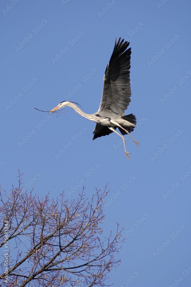 Obraz premium Grey Heron (Ardea cinerea) flying with nesting material