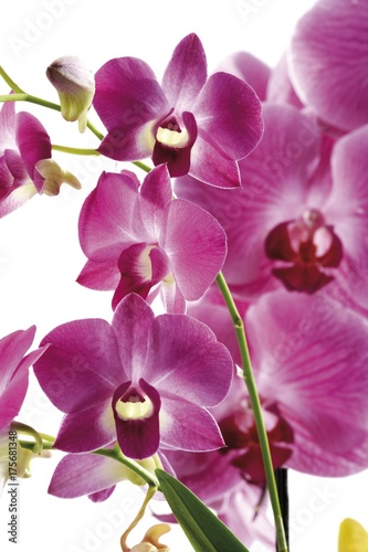 Violet orchids  Orchidaceae 