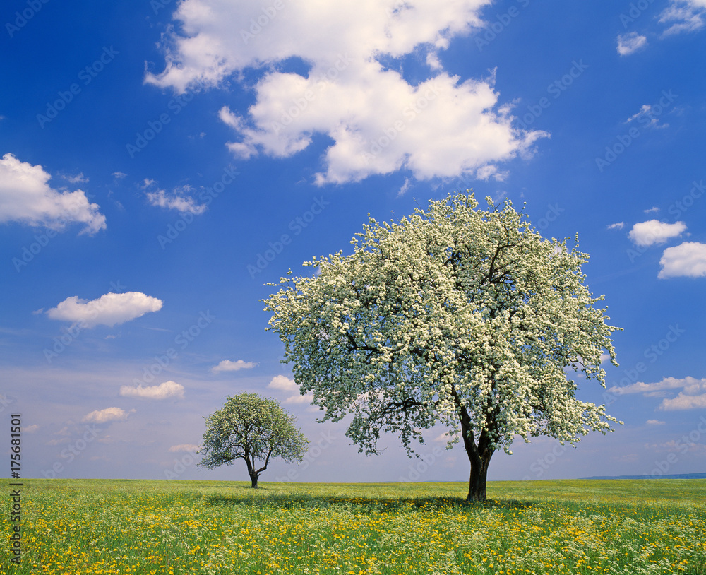Obraz premium Pear trees in bloom in spring