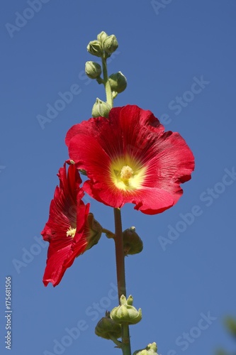 Flowering red Hollyhock (Alcea rosea) photo