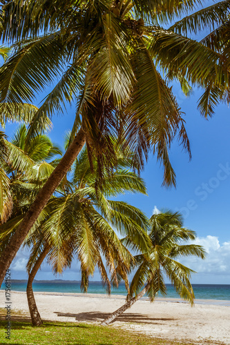 Palm grove on the beach © Pierre-Yves Babelon