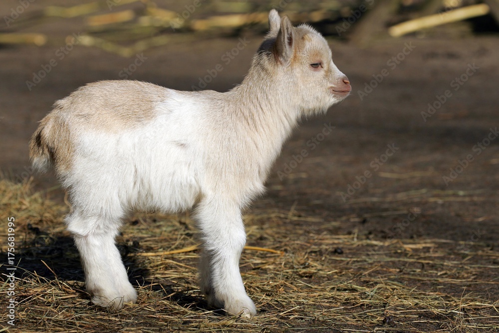 Young domestic goat (Capra hircus) Young domestic goat (Capra hircus)