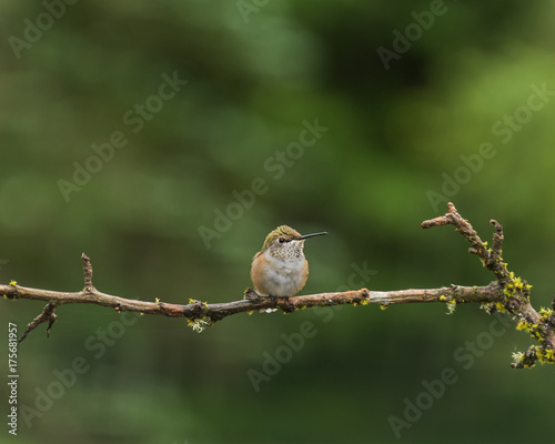 rufous hummingbird photo