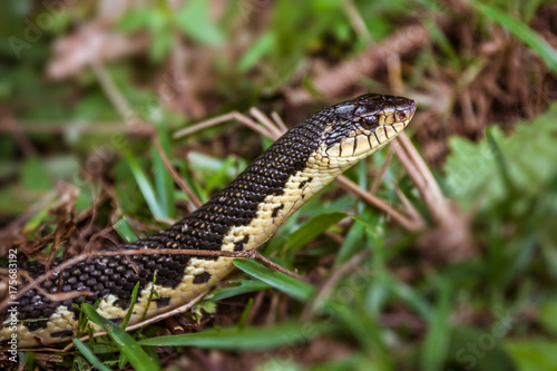 Malagasy grass snake