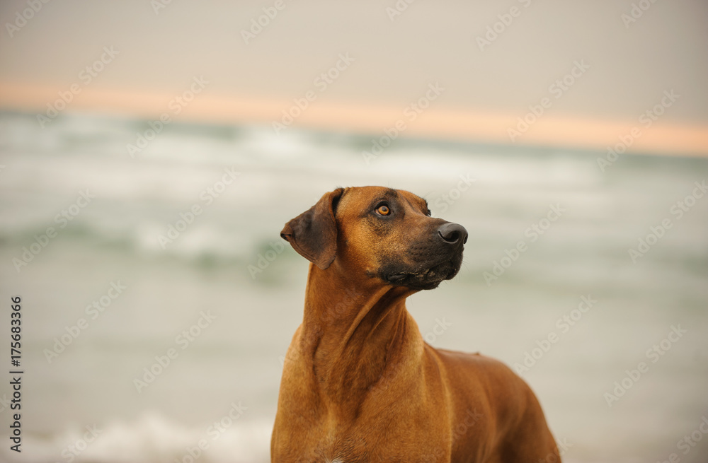 Rhodesian Ridgeback dog outdoor portrait at beach with waves at sunset