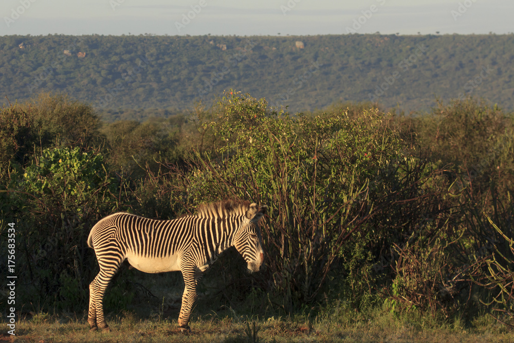Fototapeta premium Grevy's Zebra