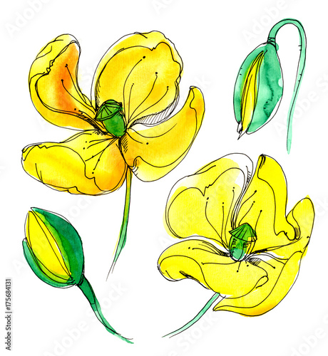 Yellow watercolor poppy photo