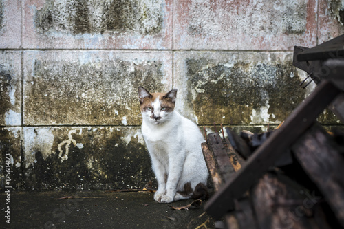 Portrait of a cat sitting on road © chirawan_nt