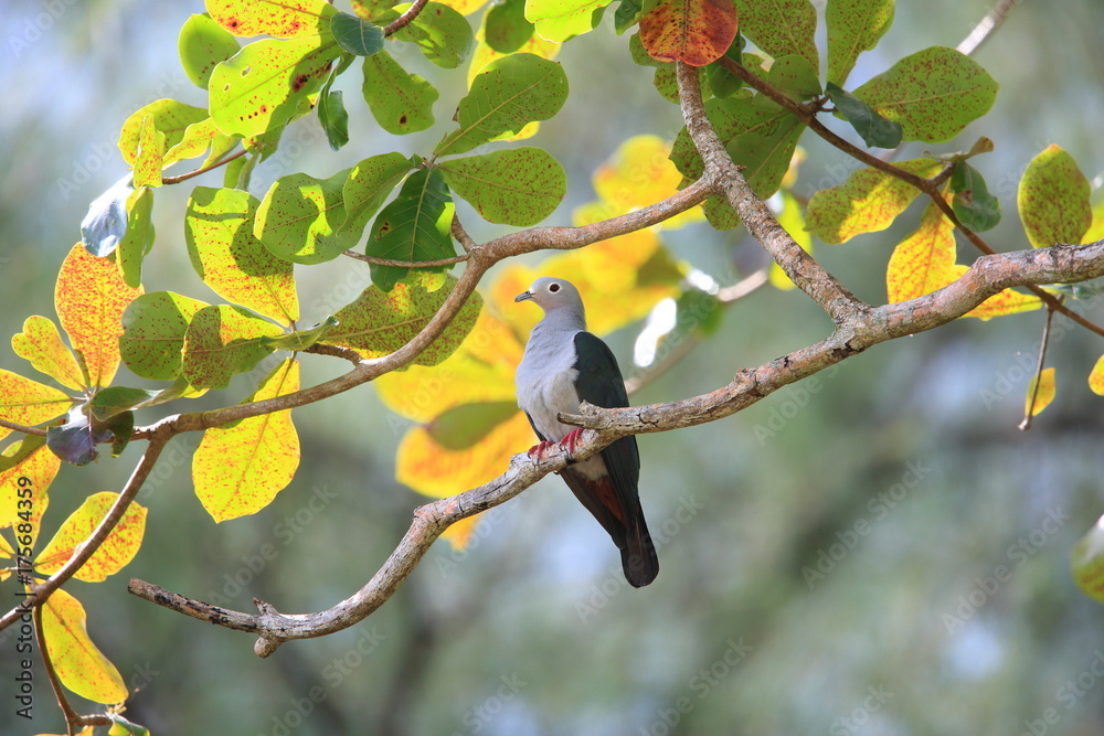 Obraz premium Island imperial pigeon (Ducula pistrinaria) in Manus Island, Papua New Guinea 