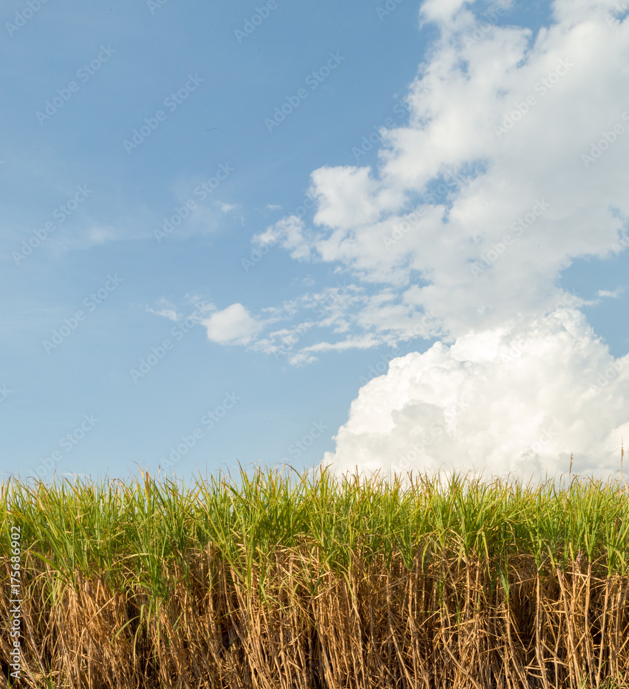 Obraz premium sugar cane plantation