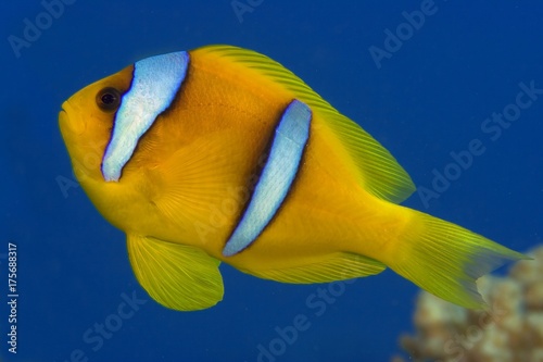 red sea clownfish on blue background