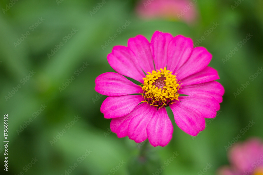 pink flower in garden