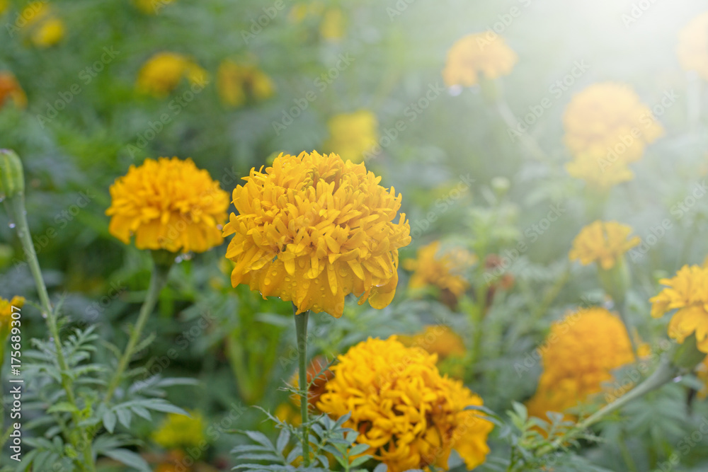 yellow flower in garden yellow flower in garden