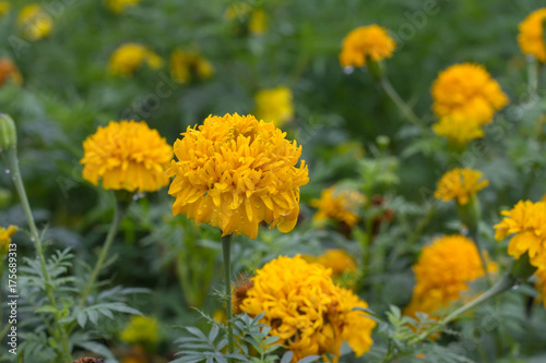 yellow flower in garden © hiran5