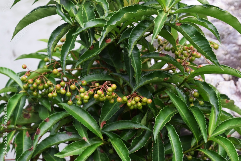 Fototapeta premium マンリョウ