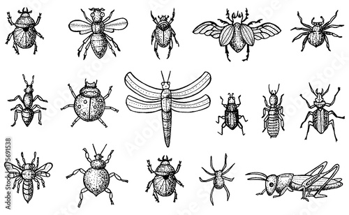 Insects Set with Beetles, Bees and Spiders Isolated on White Background.