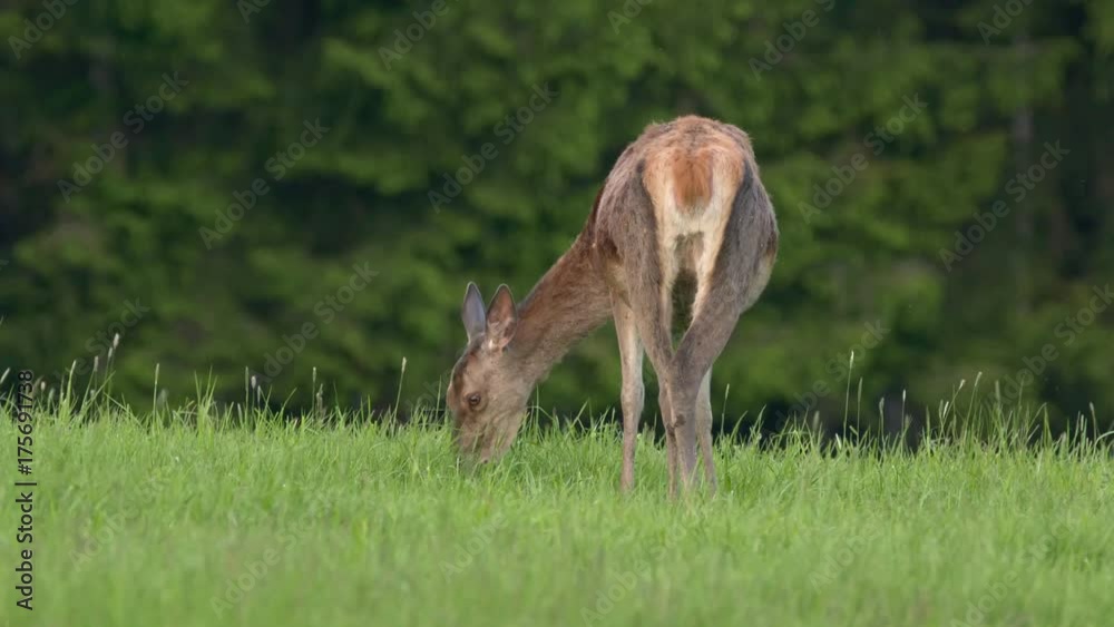 Red deer (Cervus elaphus) feeding on grass Red deer (Cervus elaphus) feeding on grass