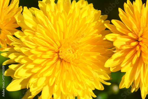 beautiful fresh autumn yellow flowers chrysanthemum close-up isolated. © alex2016