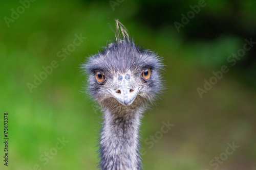 Portrait eines Emu Kopfes vor grünen Hintergrund