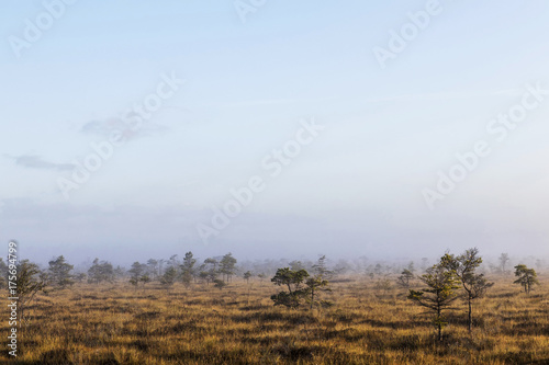 The sun Latvia.Dunikas swamp and mist rises
